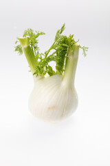 Cut, fresh fennel isolated on white background 