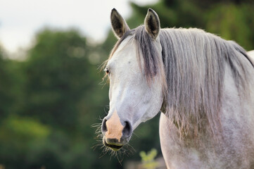 Arabian horse looking