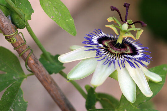 Passiflora florecida