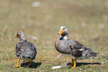 The Falkland steamer duck (Tachyeres brachypterus)
