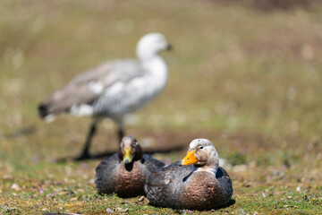 The Falkland steamer duck (Tachyeres brachypterus)