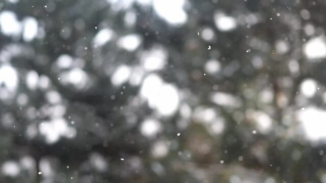 Falling snow with branches of conifers in the background, paceful swirling snowflakes, winter background