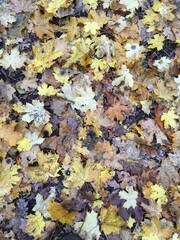 Herbstblätter auf Waldboden