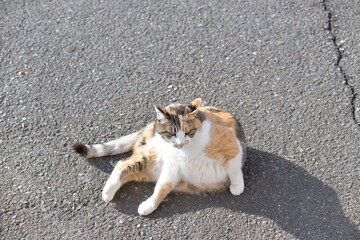 三毛猫（１１歳）