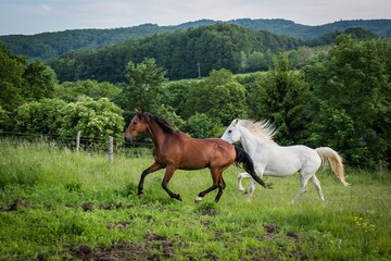 Obraz premium Horses running on the meadow