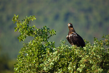 AGUILA IMPERIAL  IBERICA, Aquila adalberti