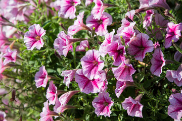 pink flowers in the garden