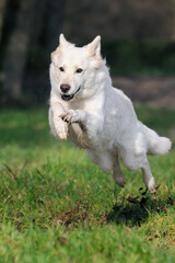 White Swiss Shepherd jumps about small river