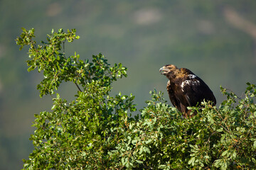AGUILA IMPERIAL  IBERICA, Aquila adalberti