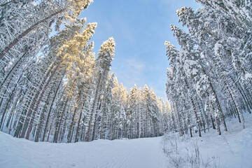 tree crowns from bottom to top in winter