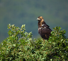 AGUILA IMPERIAL  IBERICA, Aquila adalberti