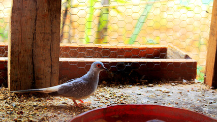 One caged bird in farm, bird farm, farm