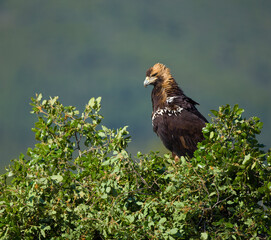 AGUILA IMPERIAL  IBERICA, Aquila adalberti
