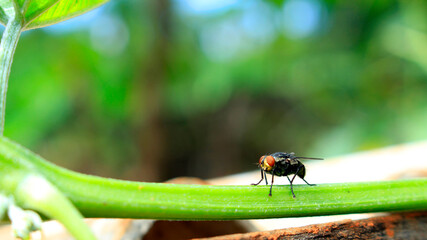 Mosquito perched on a branch with green background, a little insect waiting
