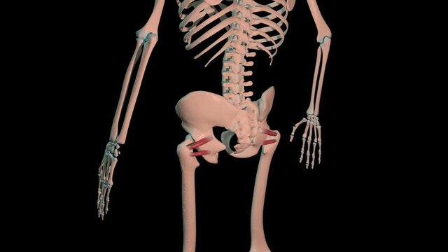 Gemellus Superior and Inferior Muscles Full Roration Loop