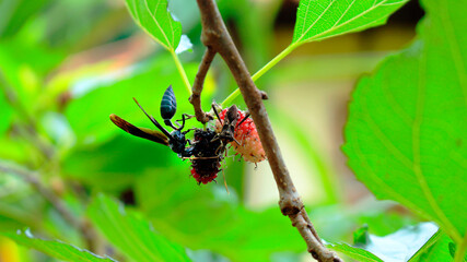 wasp with another bug eating a fruit, wasp perched on a branch