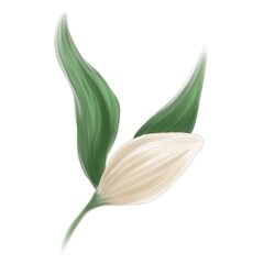 Three flowers of the golden lily