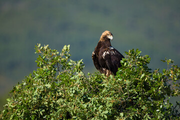 AGUILA IMPERIAL  IBERICA, Aquila adalberti