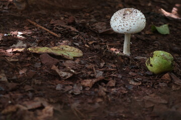 mushrooms in the grass