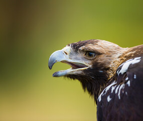 AGUILA IMPERIAL  IBERICA, Aquila adalberti
