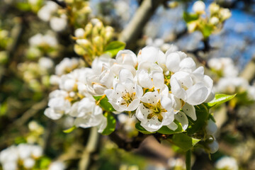 Fototapeta premium Rows of pear tree blooming in spring day in Lleida (Catalonia, Spain). There are a lot of a blooming fields in Aitona, Alcarras and Torres de Segre.