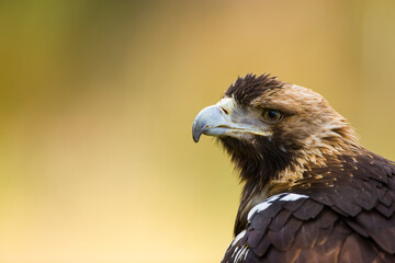 AGUILA IMPERIAL  IBERICA, Aquila adalberti