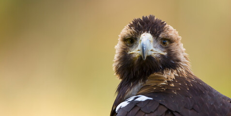 AGUILA IMPERIAL  IBERICA, Aquila adalberti