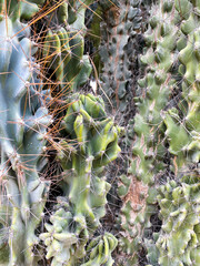 Green cacti plants. Spiny cactuses grown in Turkey. Sharp spines background