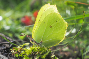 green butterfly on a green leaf