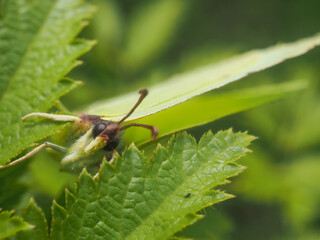 green butterfly on a green leaf
