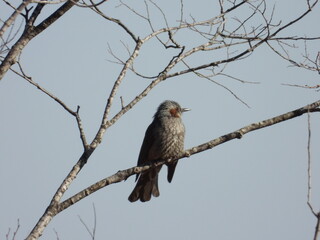 Bird on the branch