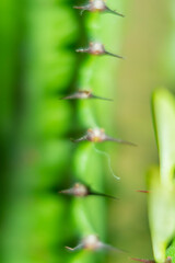 Close-up of a leaf of an exotic plant. The part of the flower in soft focus is slightly blurred at high magnification.