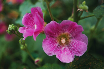 Fototapeta premium Pink mallow flower in a flowerbed against a background of green leaves.