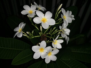 Naklejka na ściany i meble white plumeria flower