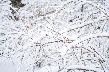Snow-covered tree branches with dry yellow leaves in the winter forest.