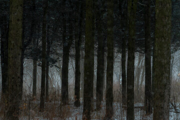 A dark grove with trees in early winter or late autumn. There is little snow on the ground in the thickets of trees in the forest.