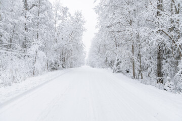 Fototapeta na wymiar The road in the forest. Winter