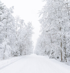 The road in the forest. Winter