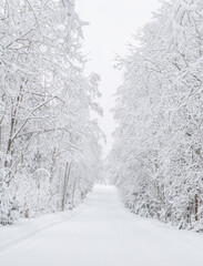 The road in the forest. Winter