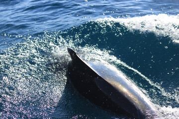 Fototapeta premium dolphin in the water