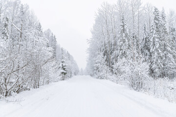 Fototapeta premium The road in the forest. Winter