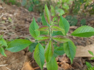 Vitex negundo (Nirgundi) plant and green leaves. It's other name Chinese chaste tree, five-leaved chaste tree, or horseshoe vitex, or nisinda.  is a large aromatic shrub. It is an Ayurvedic medicine.