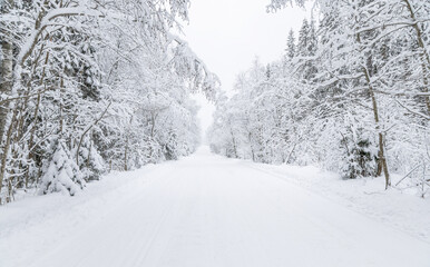 The road in the forest. Winter