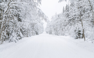 Fototapeta premium The road in the forest. Winter