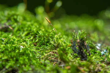 Green background with tree climacium moss in soft focus at high magnification. Highly visible sprouts of moss, sporangium and sporophyte. Beauty of nature and the environment.