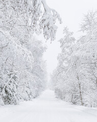 The road in the forest. Winter