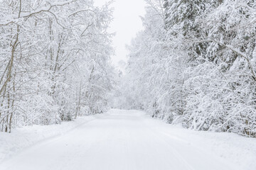 The road in the forest. Winter
