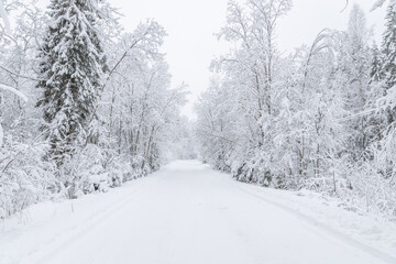 Obraz premium The road in the forest. Winter