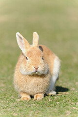 rabbit on green grass