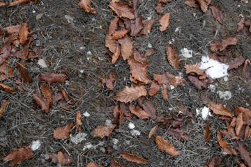 snow covered grass with leaves